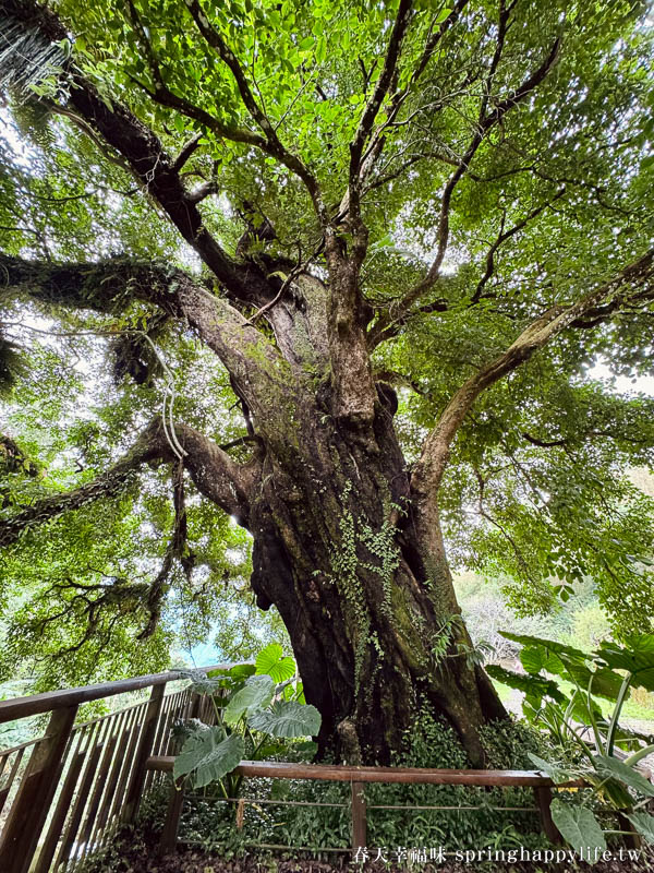 【嘉義梅山】阿里山秘境 山角鐵茶屋(全預約制) 山景第一排 品茶觀山療癒秘境 @春天幸福味